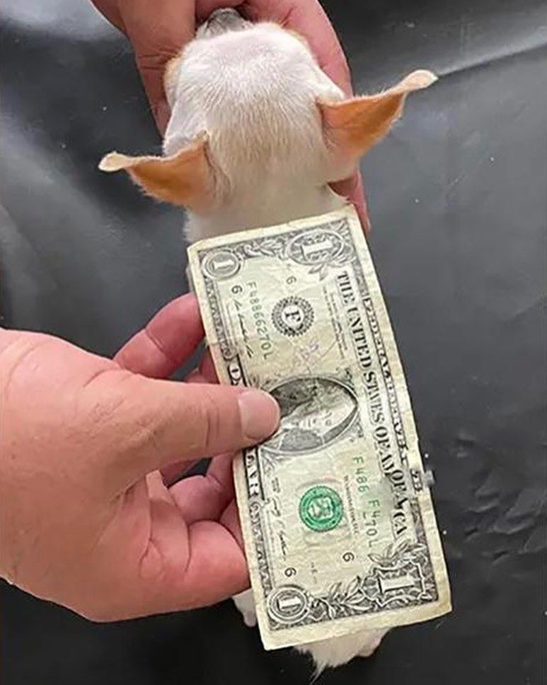 Pearl, current holder of World's Shortest Dog award