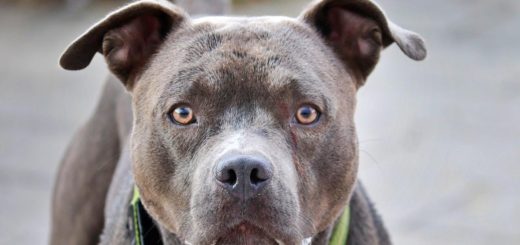 TikTok video goes viral