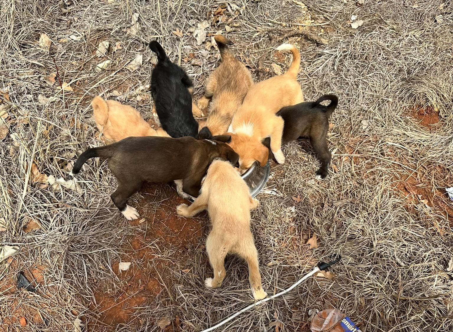 Rescued puppies