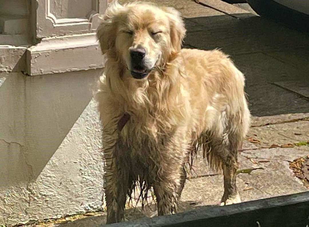 Sightings of lost Cooper