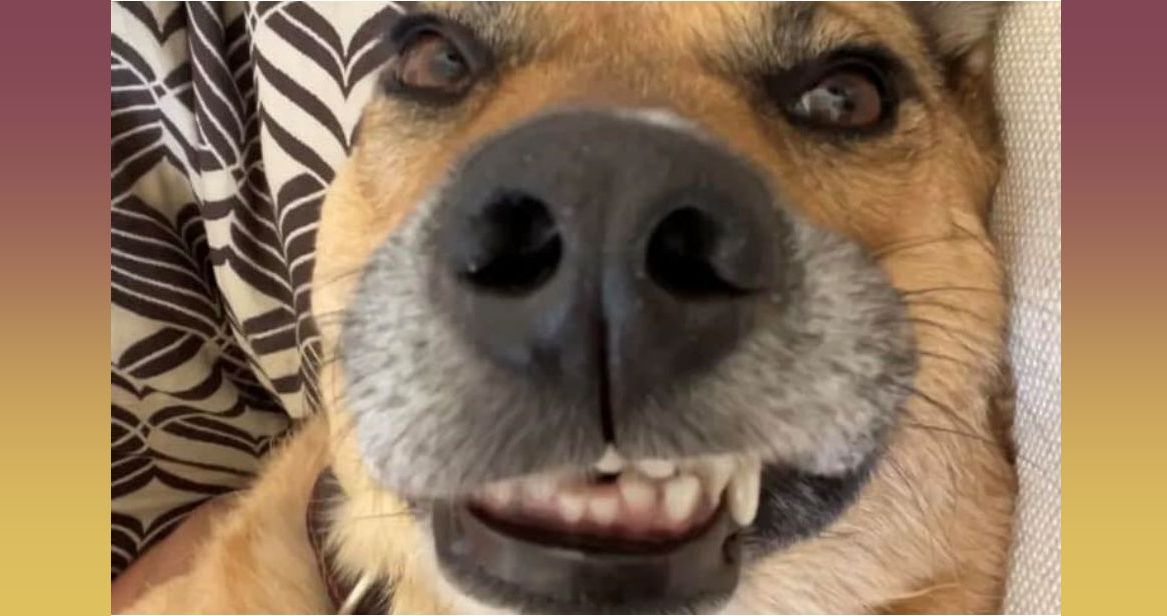 Ditta the rescue dog from Ukraine