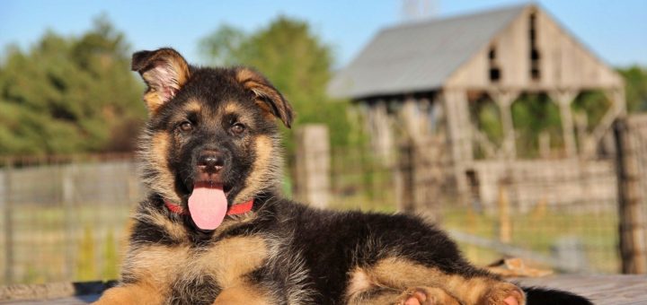 Turkey gifts adorable puppy to Mexico after loaned rescue dog died working on the earthquake