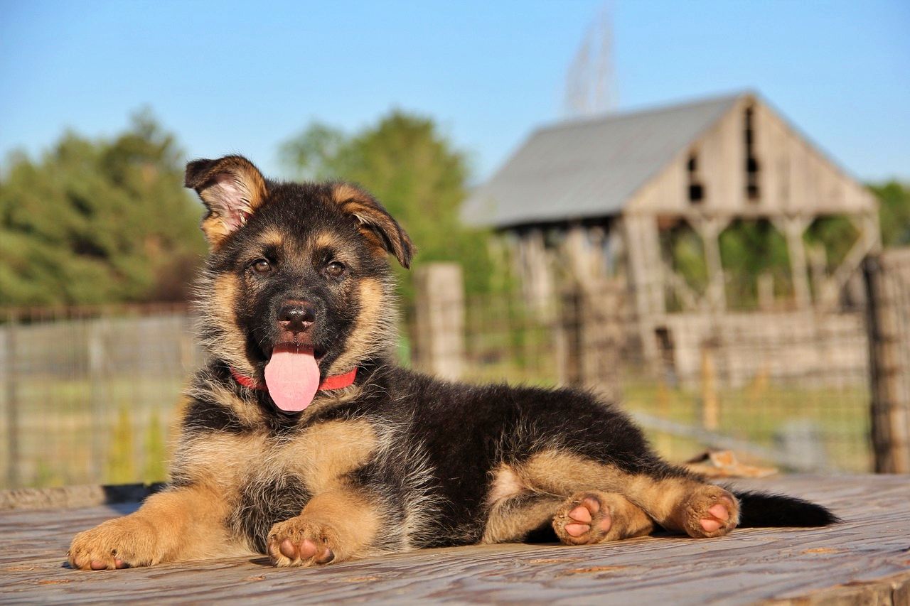 Turkey gifts adorable puppy to Mexico after loaned rescue dog died working on the earthquake