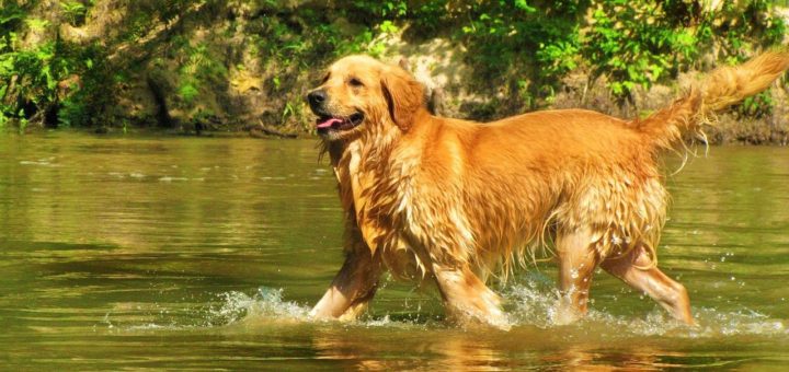 Lost golden retriever hiked 40 miles back to his original home