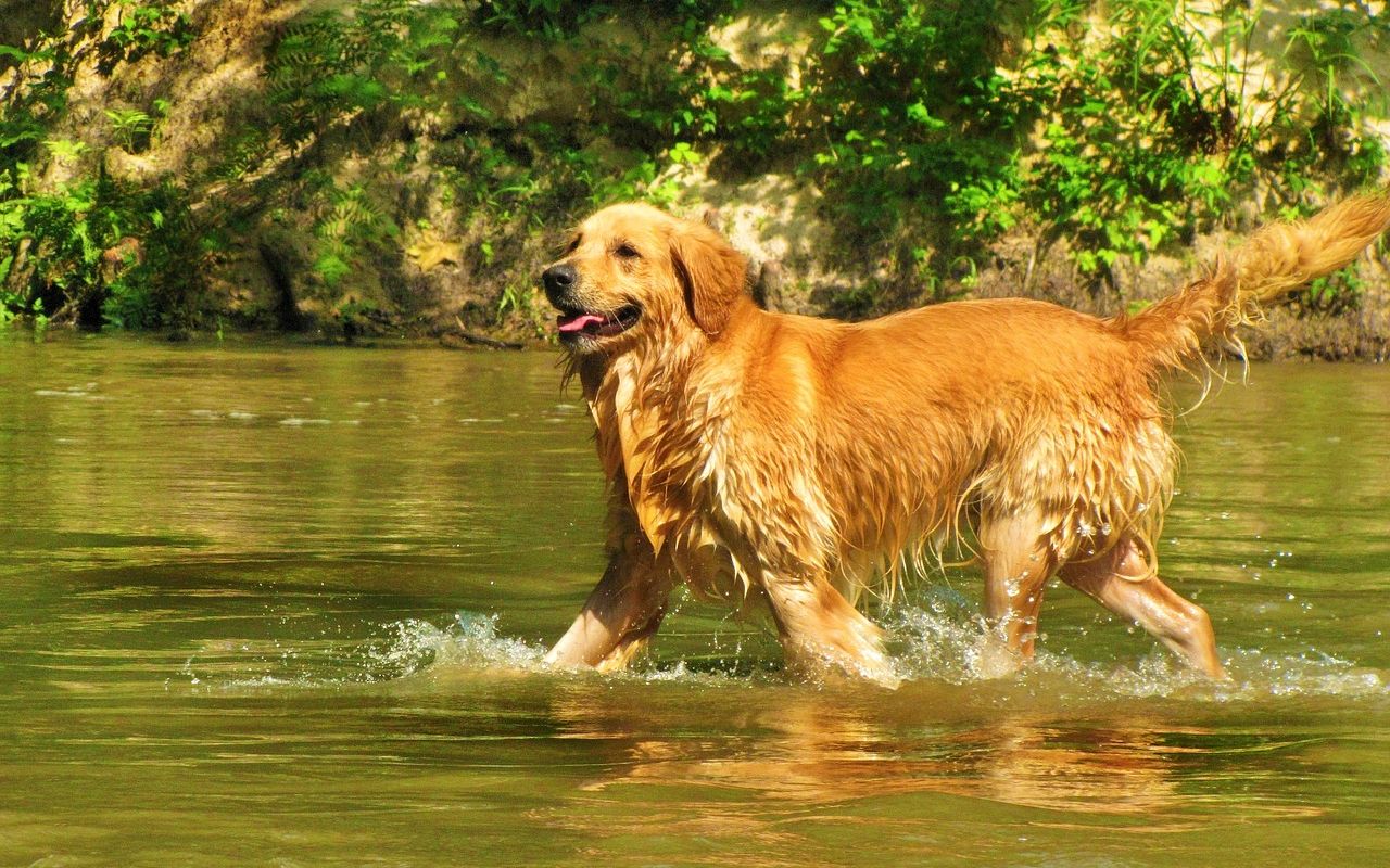 Lost golden retriever hiked 40 miles back to his original home