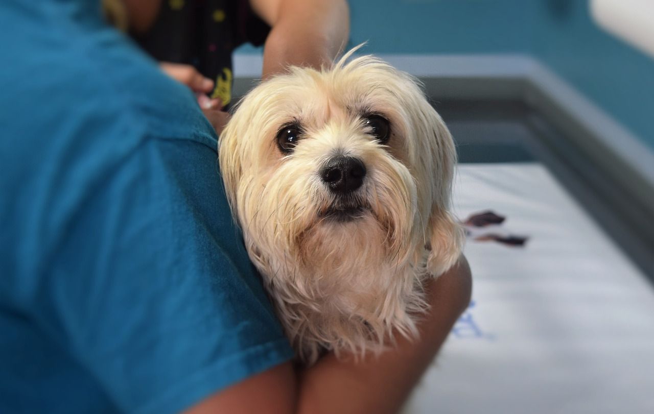 Vets warn of increase in parvovirus cases in New York City