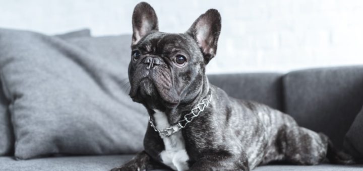 10 Dog Breeds That Thrive in Apartments (2025 Guide)