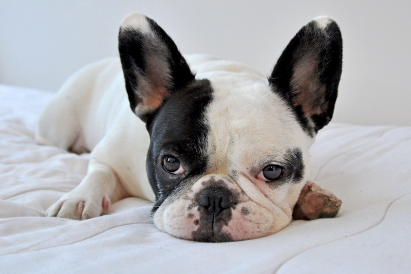 10 Dog Breeds That Thrive in Apartments (2025 Guide)