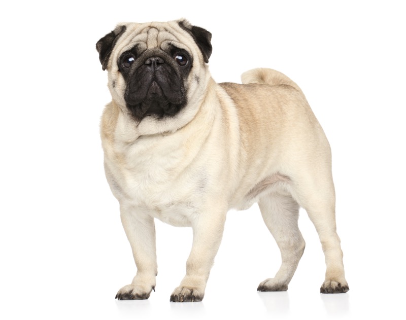 10 Dog Breeds That Thrive in Apartments (2025 Guide)