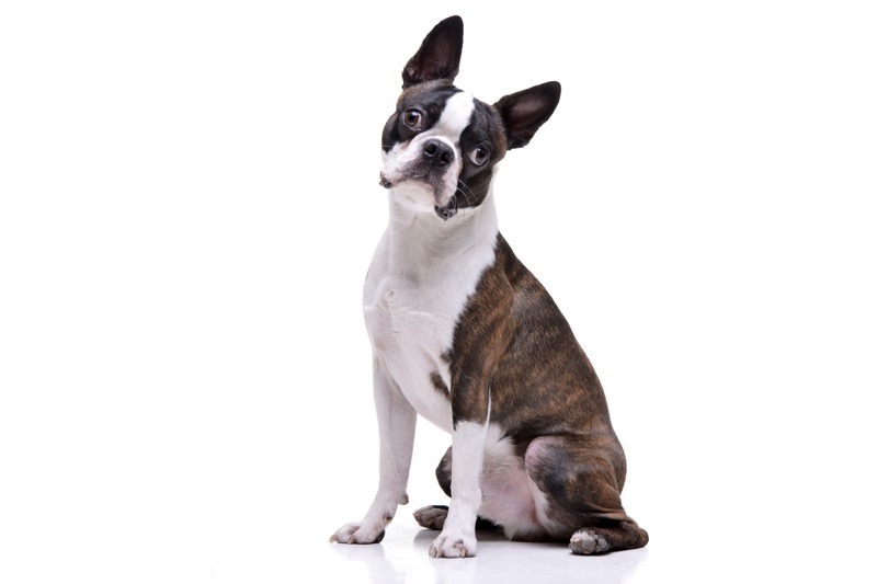 10 Dog Breeds That Thrive in Apartments (2025 Guide)