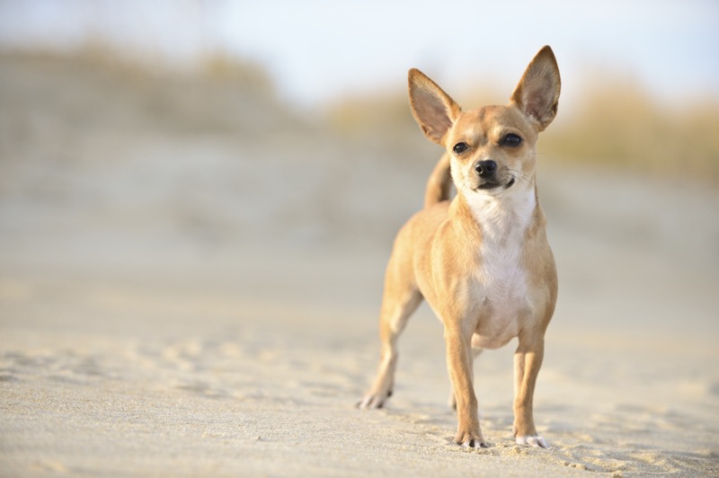 10 Dog Breeds That Thrive in Apartments (2025 Guide)
