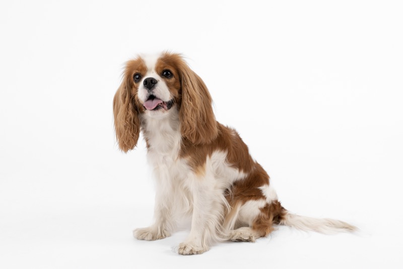 Cavalier King Charles Spanie