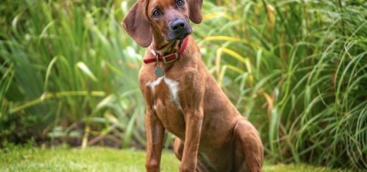 Why Does My Dog Tilt Its Head? The Science Behind This Adorable Behavior