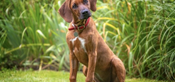 Why Does My Dog Tilt Its Head? The Science Behind This Adorable Behavior