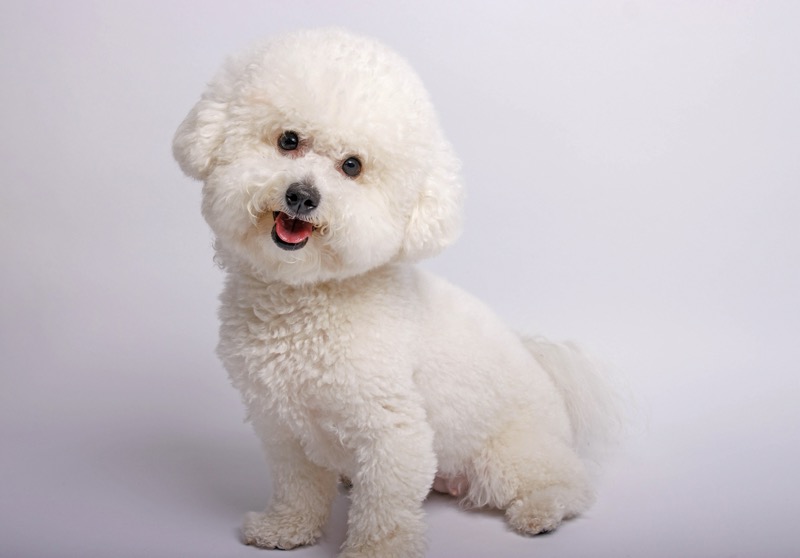 10 Dog Breeds That Thrive in Apartments (2025 Guide)