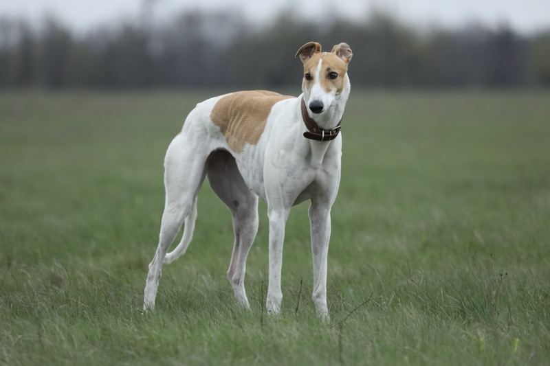 10 Dog Breeds That Thrive in Apartments (2025 Guide)