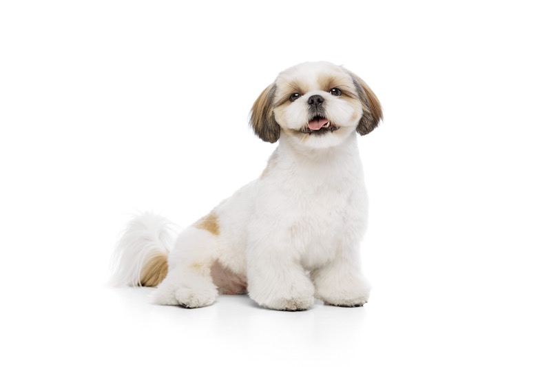 10 Dog Breeds That Thrive in Apartments (2025 Guide)