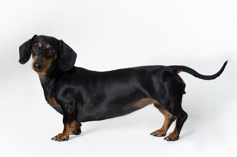 Dachshund