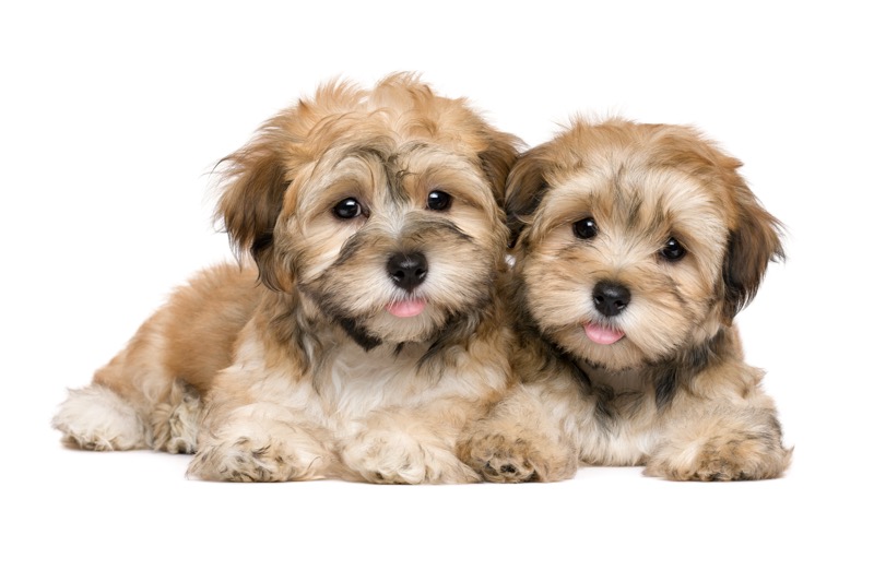 10 Dog Breeds That Thrive in Apartments (2025 Guide)