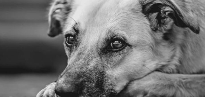 Dog diabetes can strike any breed of dog - Image credit - Alexas_Fotos - CCO Pixabay