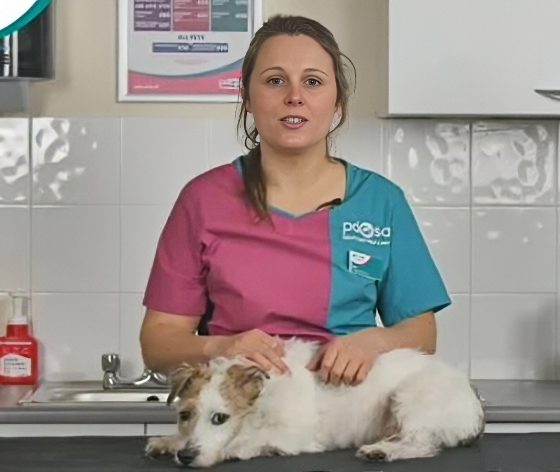 Get your sick pup to a vet - PDSA - YouTube 1