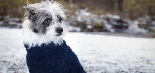 5 Signs Your Dog Is Too Cold (and How to Warm Them Up Safely)