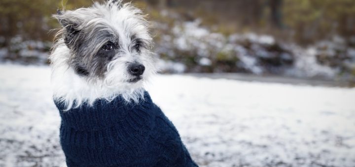 5 Signs Your Dog Is Too Cold (and How to Warm Them Up Safely)