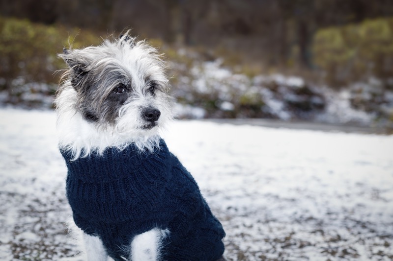 5 Signs Your Dog Is Too Cold (and How to Warm Them Up Safely)
