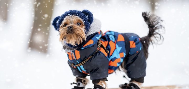 Top 10 Winter Coats To Keep Your Dog Warm and Stylish