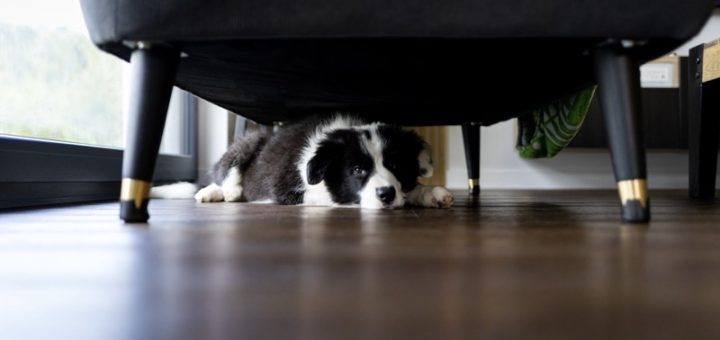 How to Calm an Anxious Dog During Thanksgiving 2025 Fireworks or Thunderstorms