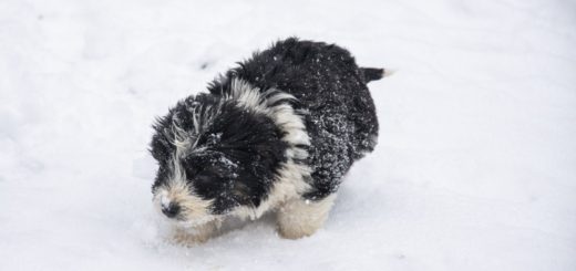 Protecting Your Dog’s Paws This Winter: Keeping Our Molly’s Feet Happy in the Snow