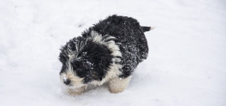 Protecting Your Dog’s Paws This Winter: Keeping Our Molly’s Feet Happy in the Snow