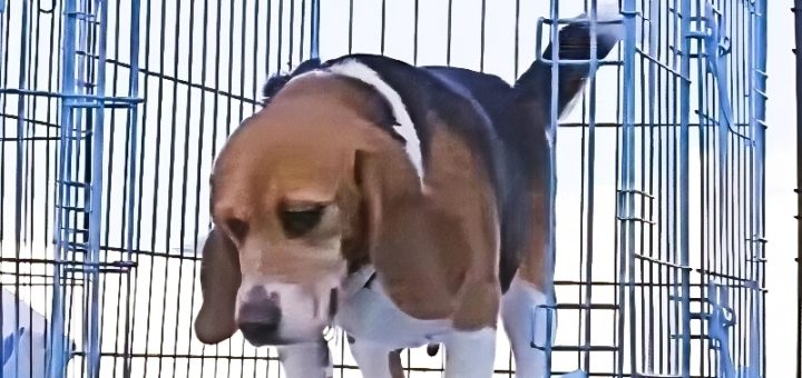 General Hospital Highlights Laboratory Pups - Beagle Freedom Project via 1010 Wins - YouTube