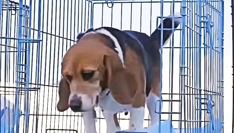 General Hospital Highlights Laboratory Pups - Beagle Freedom Project via 1010 Wins - YouTube