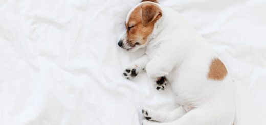 Why Dogs Sleep More in Winter — And When to Worry