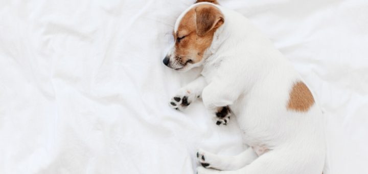 Why Dogs Sleep More in Winter — And When to Worry