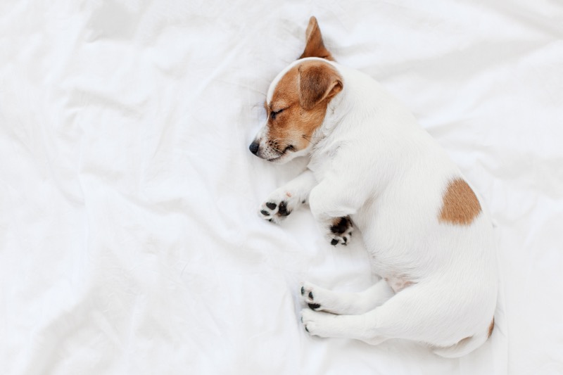 Why Dogs Sleep More in Winter — And When to Worry